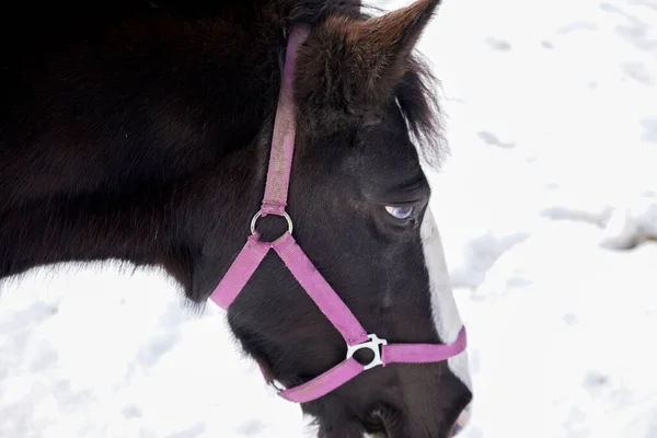 雪のカバーがバイエルン州で採掘閉鎖されたとき パドックで冬の馬 — ストック写真