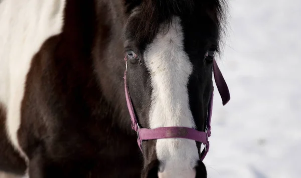 Horses Winter Paddock Snow Cover Closed Foraging Bavaria — Stock Photo, Image