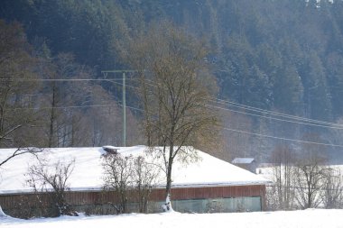 Gün ışığında Bavyera 'daki Bavyera Ormanı' nda manzara resimleri.                    