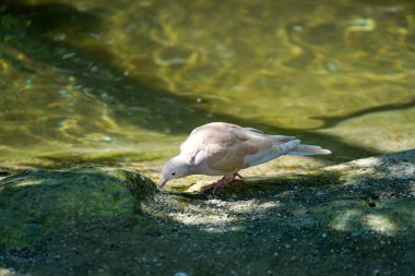 Gün ışığında Bavyera 'daki Bavyera Ormanı' nda manzara resimleri.                    