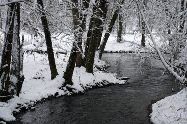 Gün ışığında Bavyera 'daki Bavyera Ormanı' nda manzara resimleri.                    