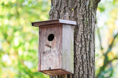 Almanya 'da yapay olarak eğlence için Bavyera' da park oluşturuldu                    