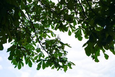 Almanya 'da yapay olarak eğlence için Bavyera' da park oluşturuldu                    
