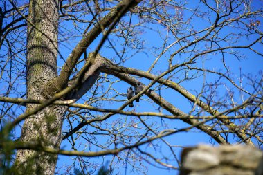 Almanya 'da yapay olarak eğlence için Bavyera' da park oluşturuldu                    