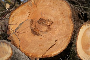 Ağaçları atık ya da yakacak odun olarak Bavyera 'da baharda fotoğraflanmış.