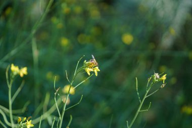 Avrupa arıları makro mercekle yakın çekim olarak fotoğraflandı               