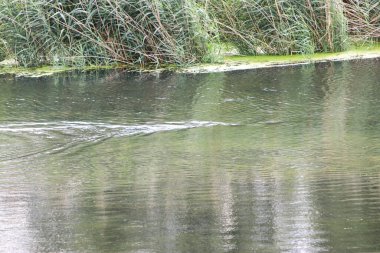 Tuna Nehri ve eski suları Regensburg yakınlarındaki Bavyera 'da fotoğraflanmıştır.