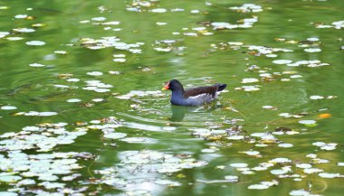 Almanya 'da yapay olarak eğlence için Bavyera' da park oluşturuldu                      