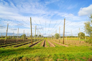 Almanya 'da yapay olarak eğlence için Bavyera' da park oluşturuldu                      