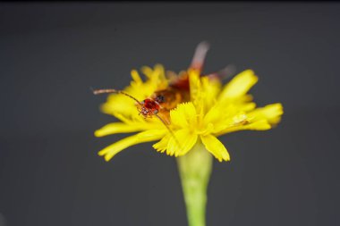 Stüdyoda makro mercekle detaylıca çekilmiş kulaklıklar.