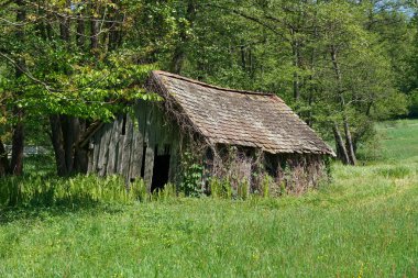 Ormanda yıpranmış tahtaları olan eski ahşap bir ev.                   