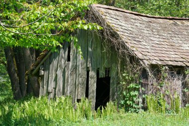 Ormanda yıpranmış tahtaları olan eski ahşap bir ev.                   