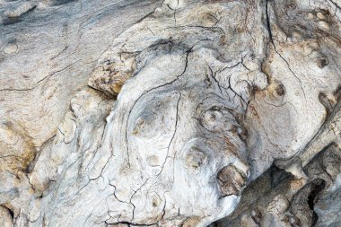 Birkaç resimden yapılmış tropikal bir kökün yapısı stüdyoda çekildi.             