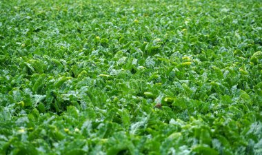 Bavyera 'daki tarımsal alan gündüz fotoğraflandı