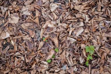 Güzel bir yapısı olan doğal ahşap, gün ışığında dışarıda çekilmiş.  