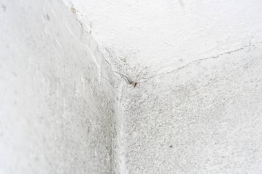 Rutubetli duvarların arasından geçen küflü taş duvar gün ışığında fotoğraflanmış.                           