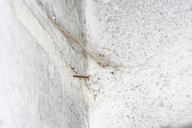 Rutubetli duvarların arasından geçen küflü taş duvar gün ışığında fotoğraflanmış.                           