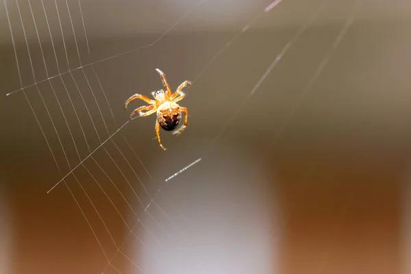 Araignées Allemagne Avec Filet Pris Comme Macro Dans Meilleure Qualité — Photo