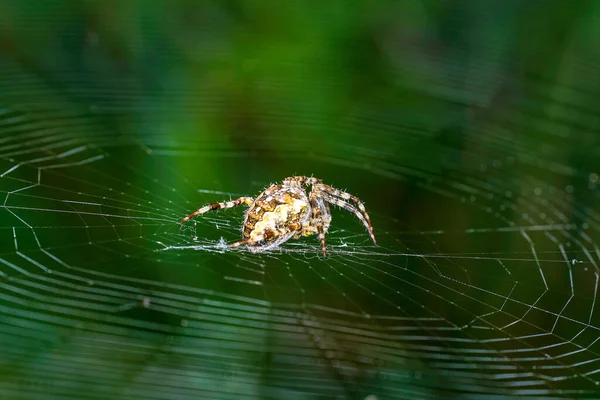 독일에서 거미들은 그물을 가지고 최고의 품질을 매크로처럼 — 스톡 사진