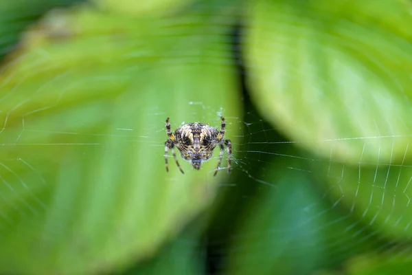 독일에서 거미들은 그물을 가지고 최고의 품질을 매크로처럼 — 스톡 사진