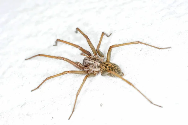 德国蜘蛛有网 被评为质量最好的宏观蜘蛛 — 图库照片