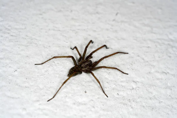 德国蜘蛛有网 被评为质量最好的宏观蜘蛛 — 图库照片