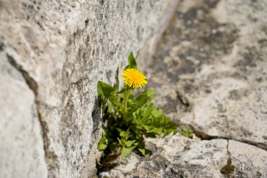 Bavyera 'da yapay ışık olmadan taş merdivenler fotoğraflandı.                         