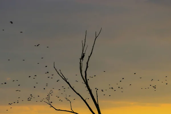 Landschapsfoto Met Wolken Vogels Duitsland Gefotografeerd Bewerkt Bij Daglicht — Stockfoto