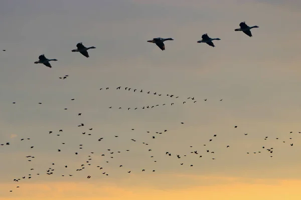 Photos Paysages Avec Nuages Oiseaux Extérieur Allemagne Photographiées Montées Plein — Photo