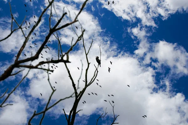 Landscape Pictures Clouds Birds Outdoors Germany Photographed Edited Daylight — Stock Photo, Image