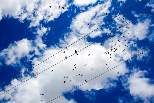 Зображення Ландшафту Хмарами Птахами Відкритому Повітрі Німеччині Сфотографували Редагували Під — стокове фото