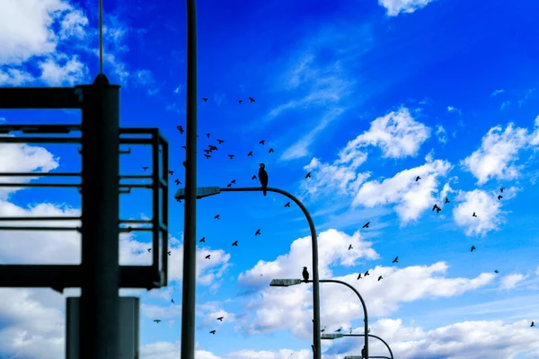 Landschaftsbilder Mit Wolken Und Vögeln Freien Deutschland Bei Tageslicht Fotografiert — Stockfoto