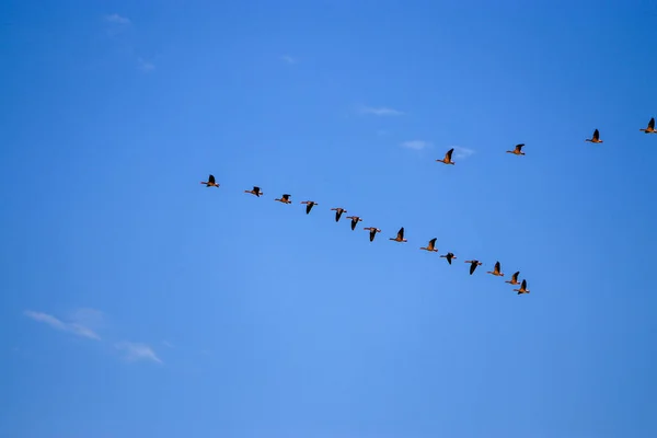 Landschapsfoto Met Wolken Vogels Duitsland Gefotografeerd Bewerkt Bij Daglicht — Stockfoto