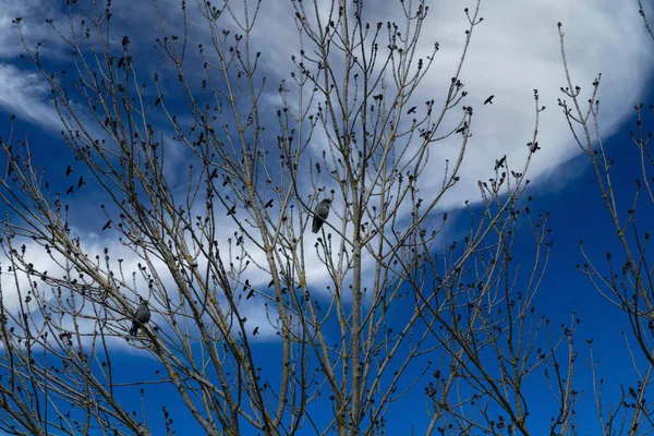 Krajobrazy Chmurami Ptakami Świeżym Powietrzu Niemczech Fotografowane Edytowane Świetle Dziennym — Zdjęcie stockowe