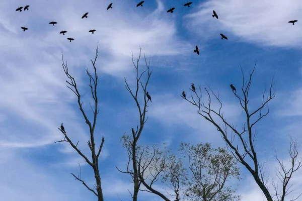 Paisagem Fotos Com Nuvens Pássaros Livre Alemanha Fotografado Editado Luz — Fotografia de Stock