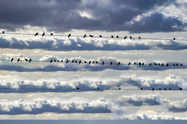 Paisagem Fotos Com Nuvens Pássaros Livre Alemanha Fotografado Editado Luz — Fotografia de Stock