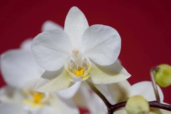 Orchidee Bloeien Met Witte Pastelkleurige Bloemen Gefotografeerd Studio — Stockfoto