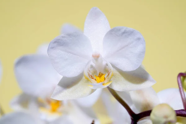 Orchidee Bloeien Met Witte Pastelkleurige Bloemen Gefotografeerd Studio — Stockfoto