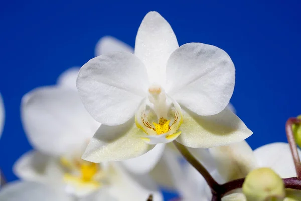 Orchidee Bloeien Met Witte Pastelkleurige Bloemen Gefotografeerd Studio — Stockfoto