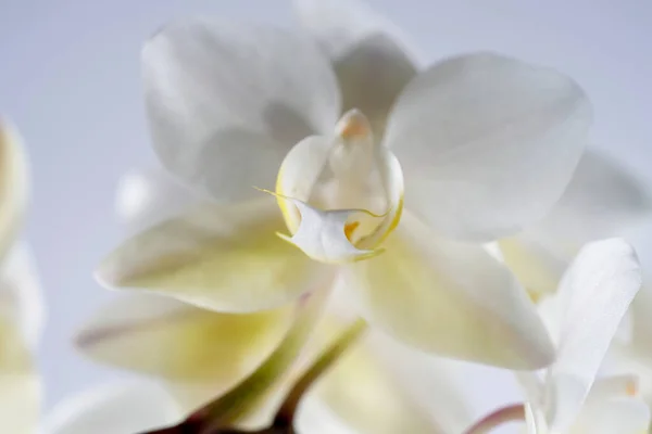 Orchidee Bloeien Met Witte Pastelkleurige Bloemen Gefotografeerd Studio — Stockfoto