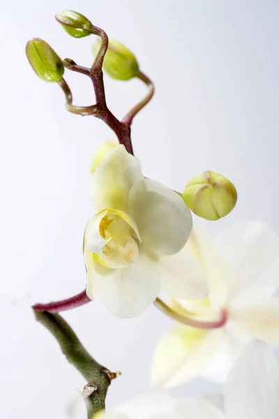 Orchidee Bloeien Met Witte Pastelkleurige Bloemen Gefotografeerd Studio — Stockfoto