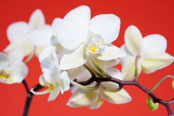 Orchidee Bloeien Met Witte Pastelkleurige Bloemen Gefotografeerd Studio — Stockfoto