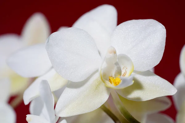 Orchidee Bloeien Met Witte Pastelkleurige Bloemen Gefotografeerd Studio — Stockfoto