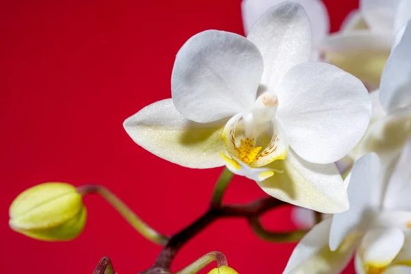 Orchidee Bloeien Met Witte Pastelkleurige Bloemen Gefotografeerd Studio — Stockfoto