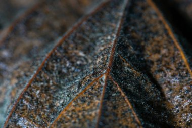 Bitkilerin ve toprağın organik ve mineral yapısı humus içeriyor.