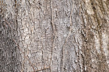 Bitkilerin ve toprağın organik ve mineral yapısı humus içeriyor.