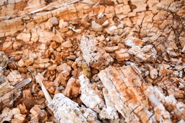 Bitkilerin ve toprağın organik ve mineral yapısı humus içeriyor.