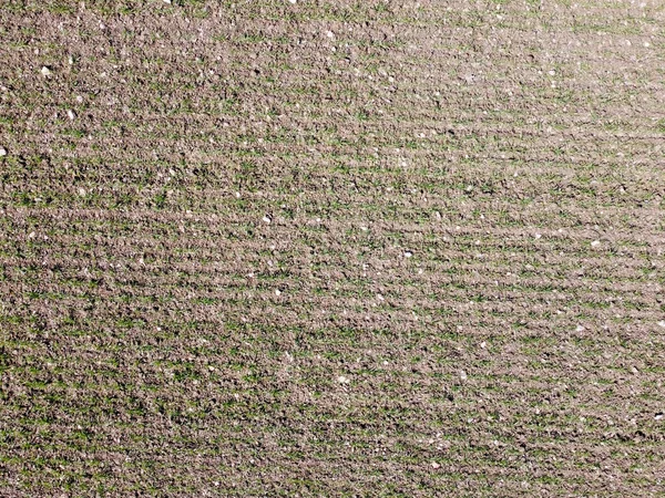 Estructura Orgánica Mineral Las Plantas Suelo Que Contiene Humus Detalle —  Fotos de Stock