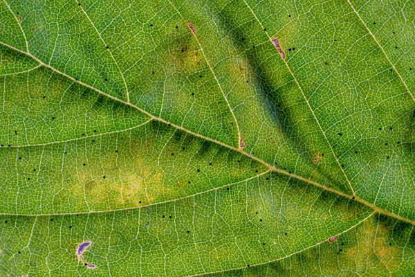 Estrutura Orgânica Mineral Das Plantas Solo Contendo Húmus Detalhe — Fotografia de Stock