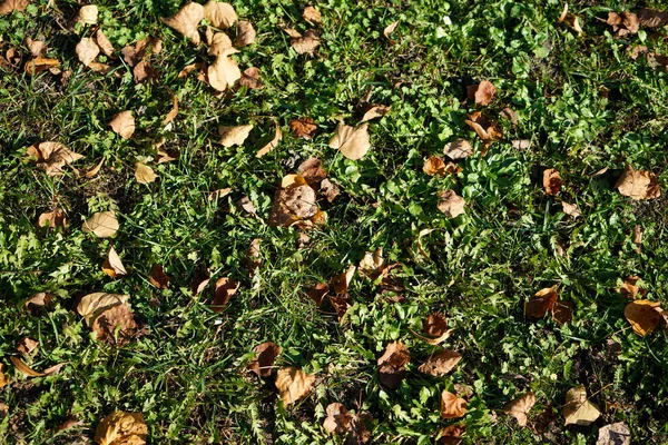 Organische Minerale Structuur Van Planten Bodem Die Humus Bevatten Detail — Stockfoto